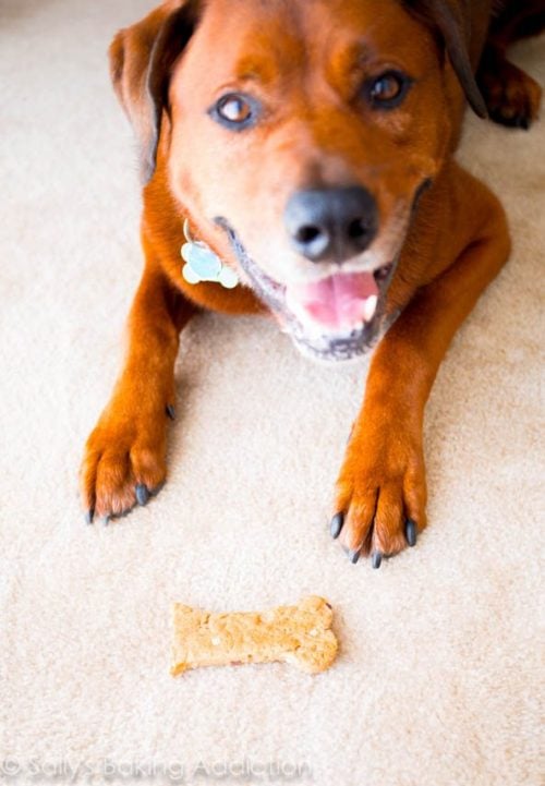 Homemade Peanut Butter Bacon Dog Treats Sally's Baking Addiction