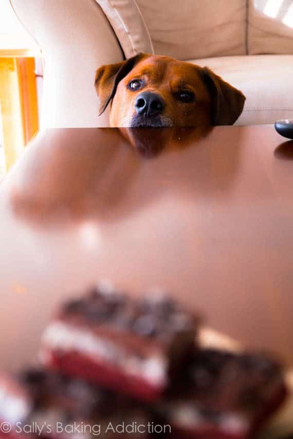 jude dog staring at red velvet Oreo brownies