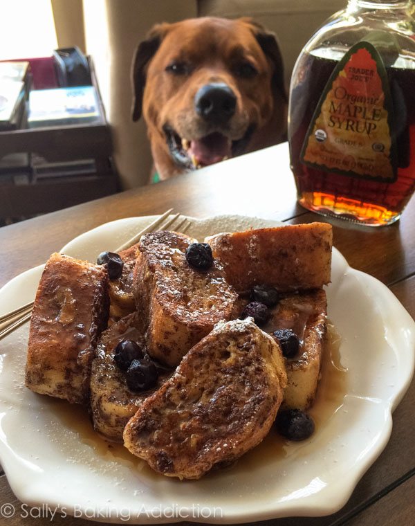 jude dog looking at mini french toast bites with maple syrup and blueberries on a white plate