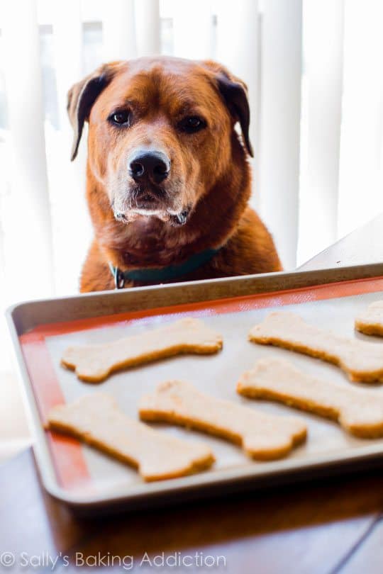 jude dog looking at dog treats on a baking sheet