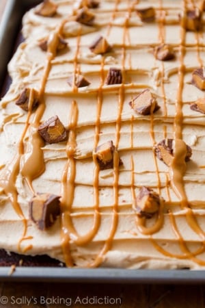 chocolate sheet cake topped with peanut butter frosting, drizzle of melted peanut butter, and peanut butter cups