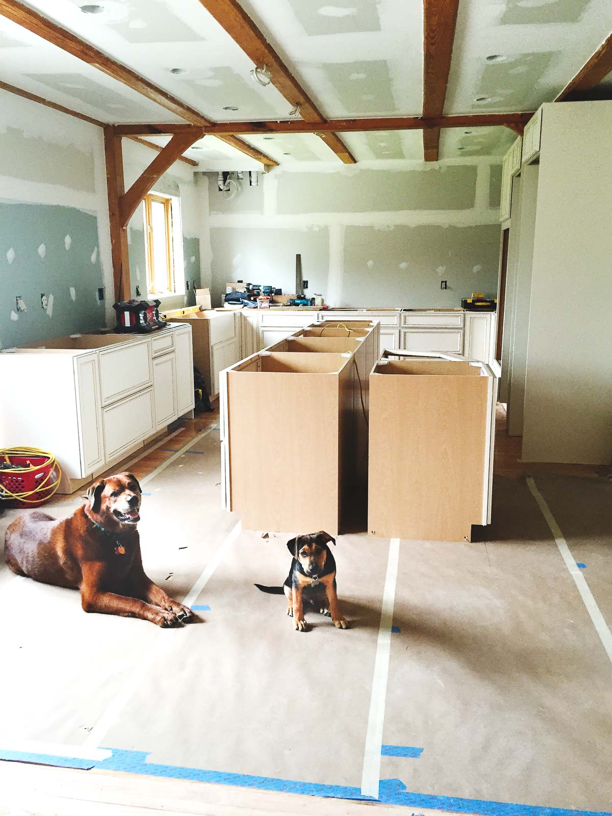 kitchen remodel with dogs jude and franklin laying on the floor