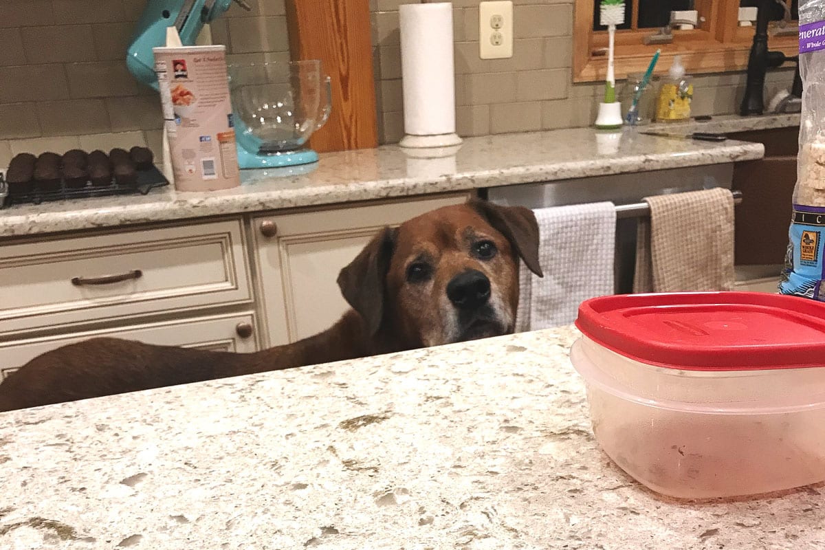 jude dog in the kitchen